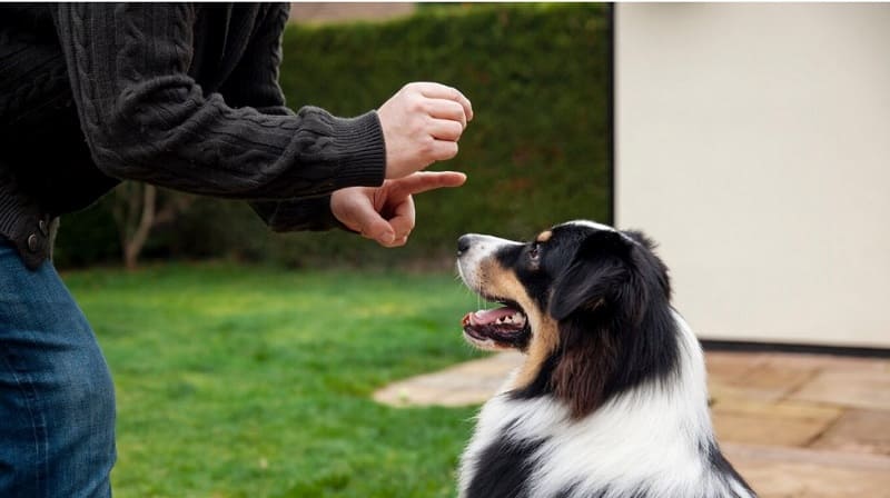Adiestramiento canino - Técnicas de obediencia básica