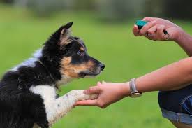 Adiestramiento canino - Socialización con otros perros