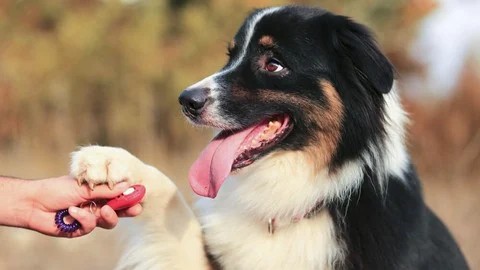 Adiestramiento canino - Ejercicios de agilidad