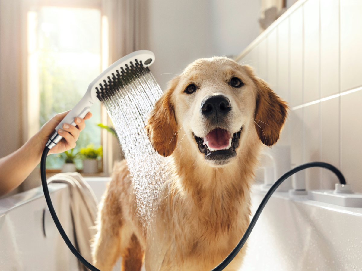 Servicio de peluquería canina y felina 1