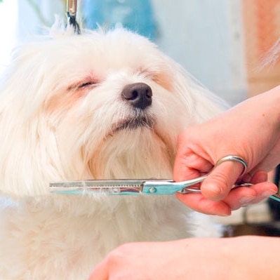 Servicio de peluquería canina y felina 2