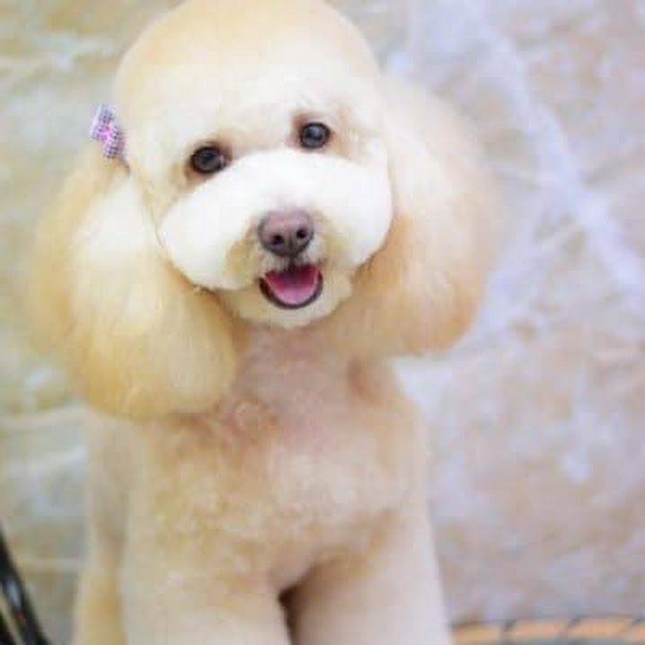 Servicio de peluquería canina y felina 3