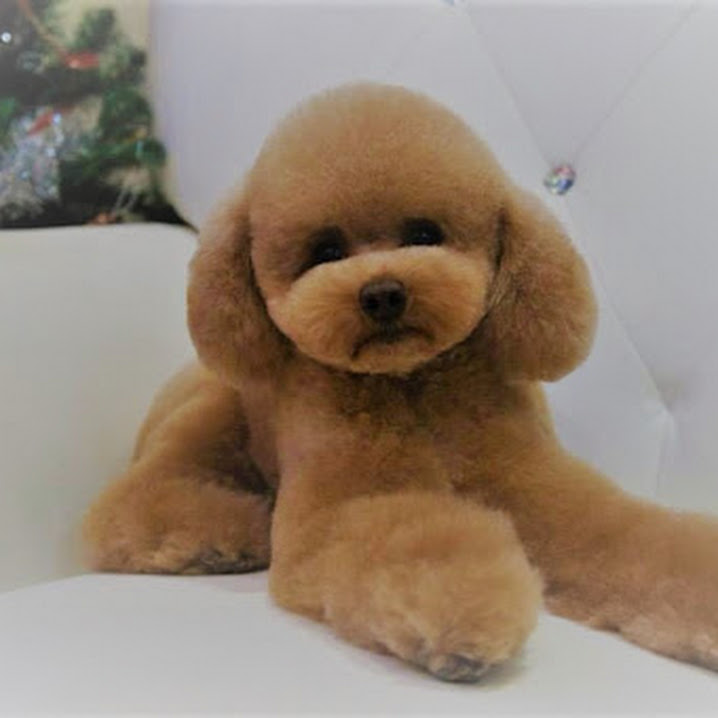 Servicio de peluquería canina y felina 4