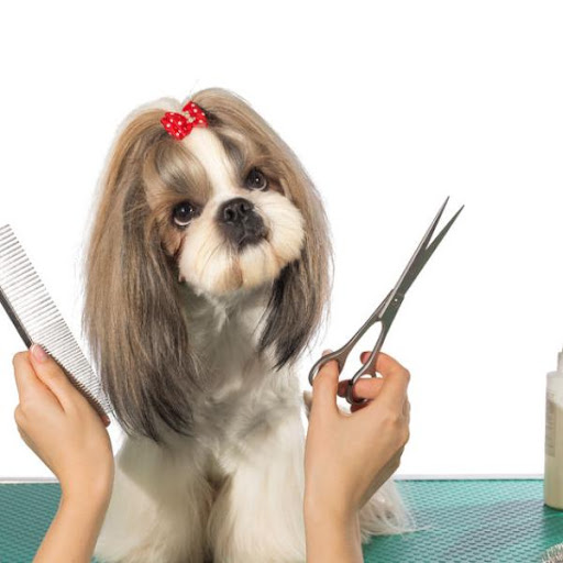 Servicio de peluquería canina y felina 5