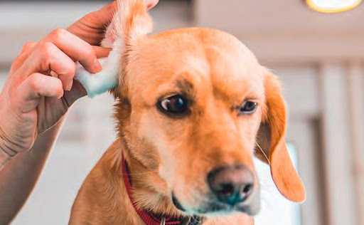 Servicio de peluquería canina y felina 6