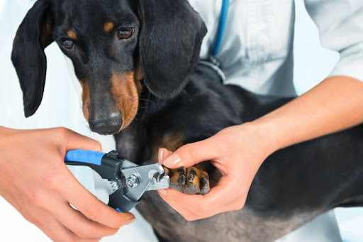 Servicios Veterinarios
