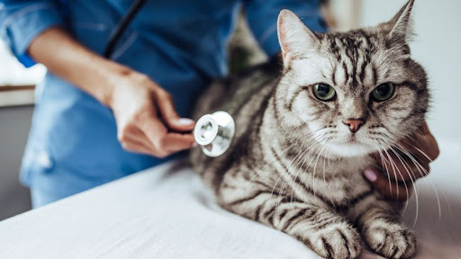 Servicios Veterinarios