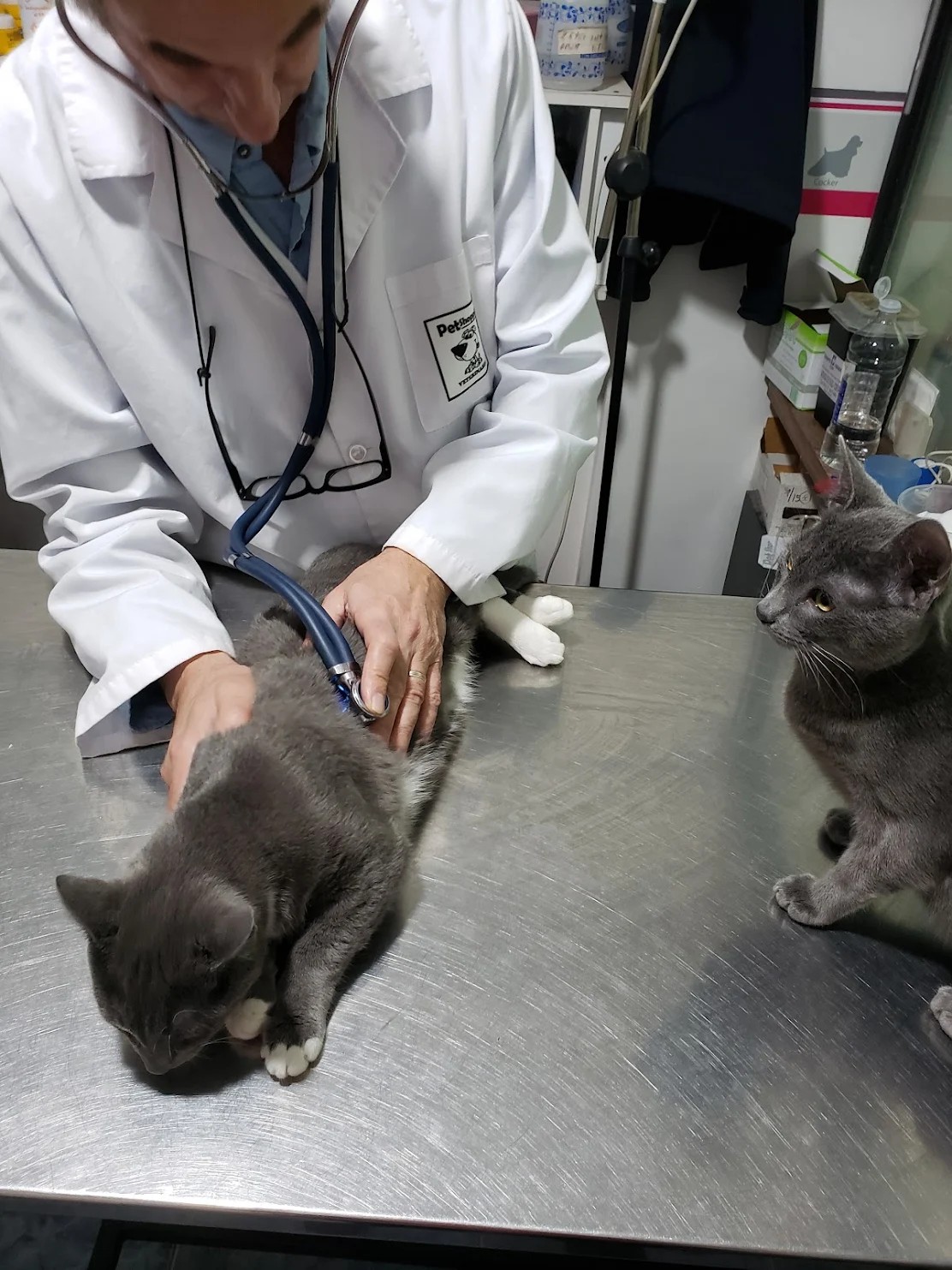 Servicios Veterinarios