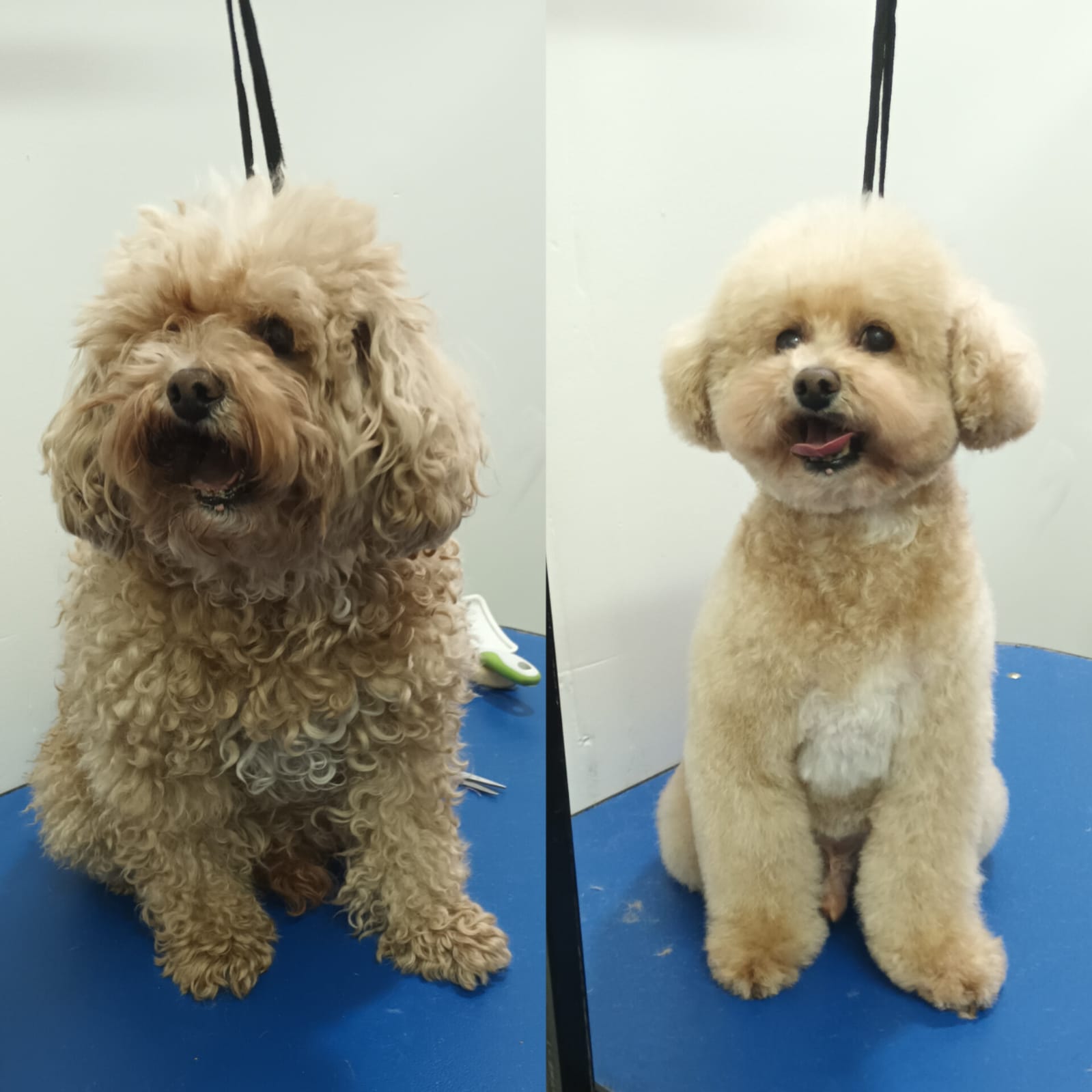 Trabajo de peluquería 11