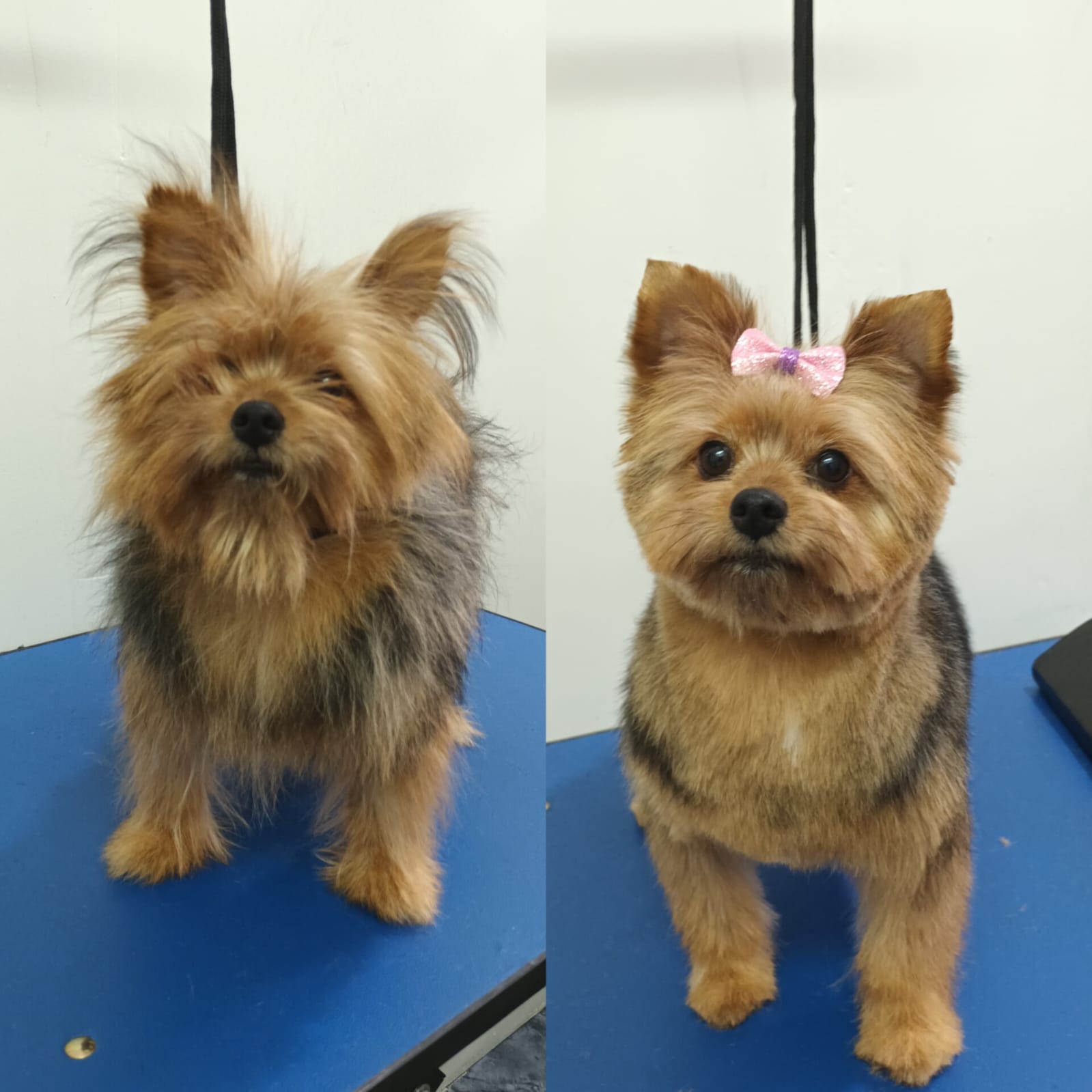 Trabajo de peluquería 19