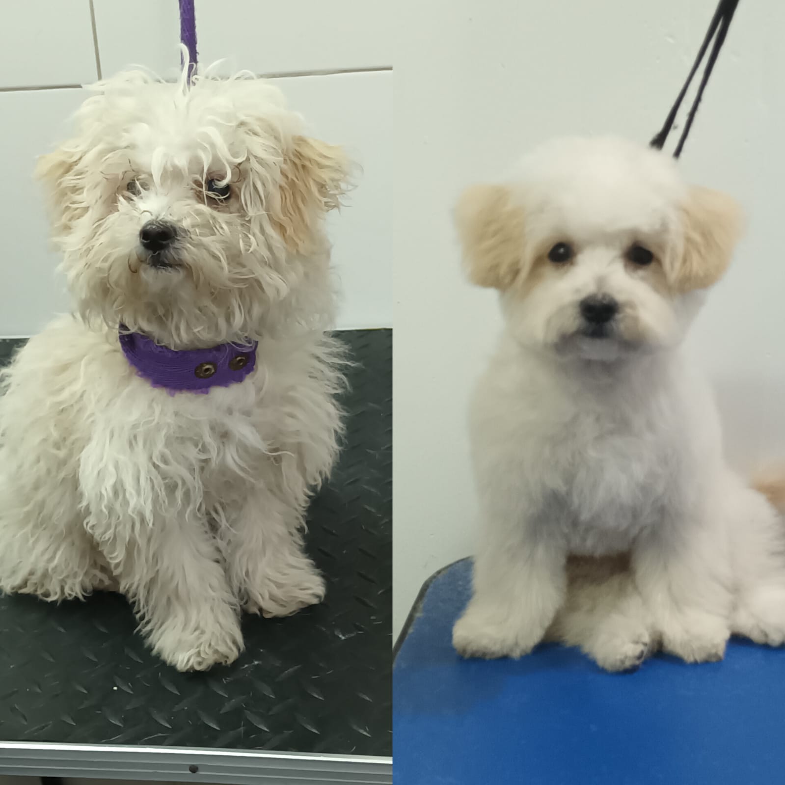 Trabajo de peluquería 20