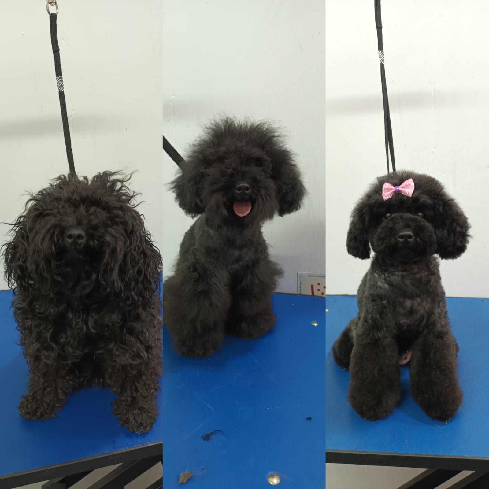 Trabajo de peluquería 22