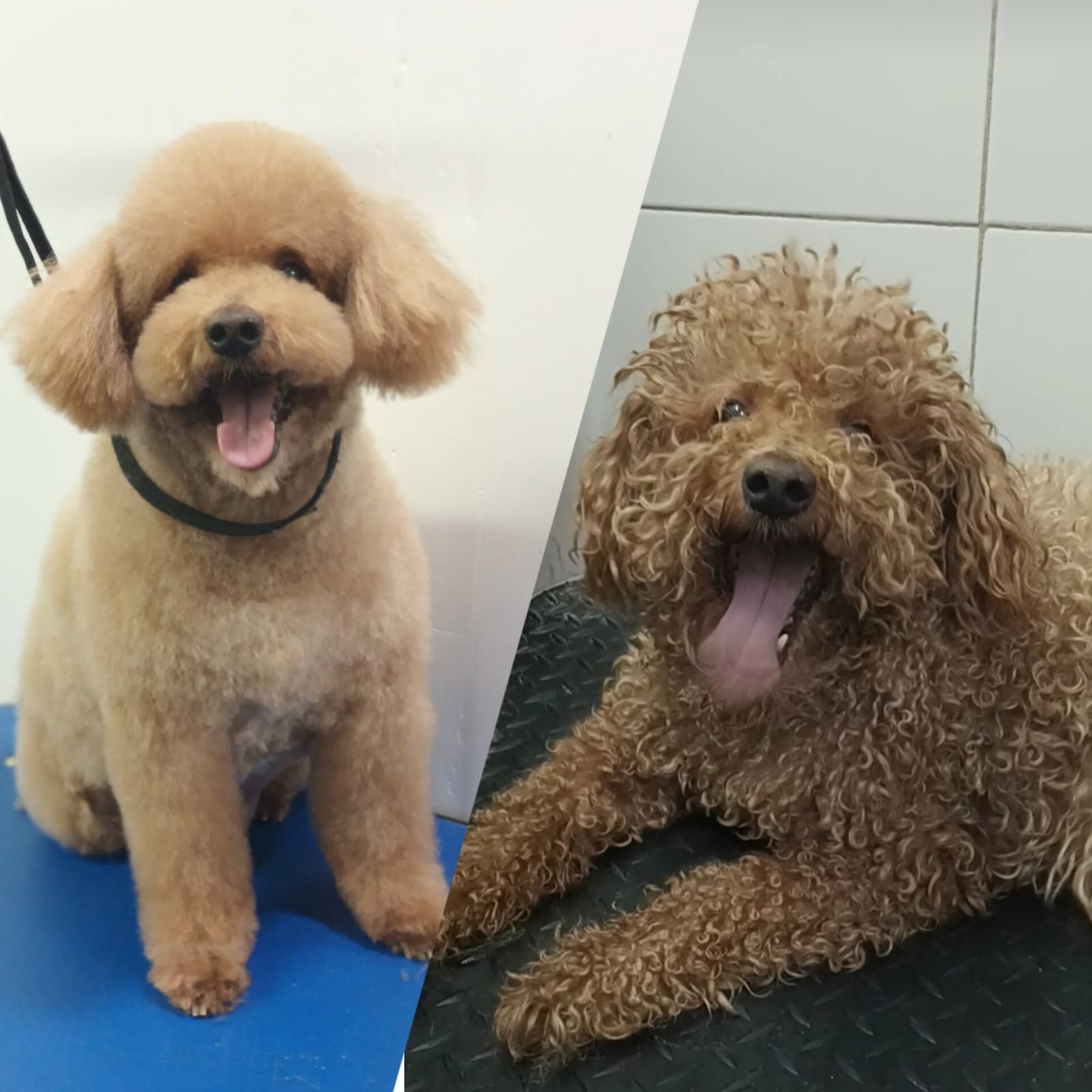 Trabajo de peluquería 24