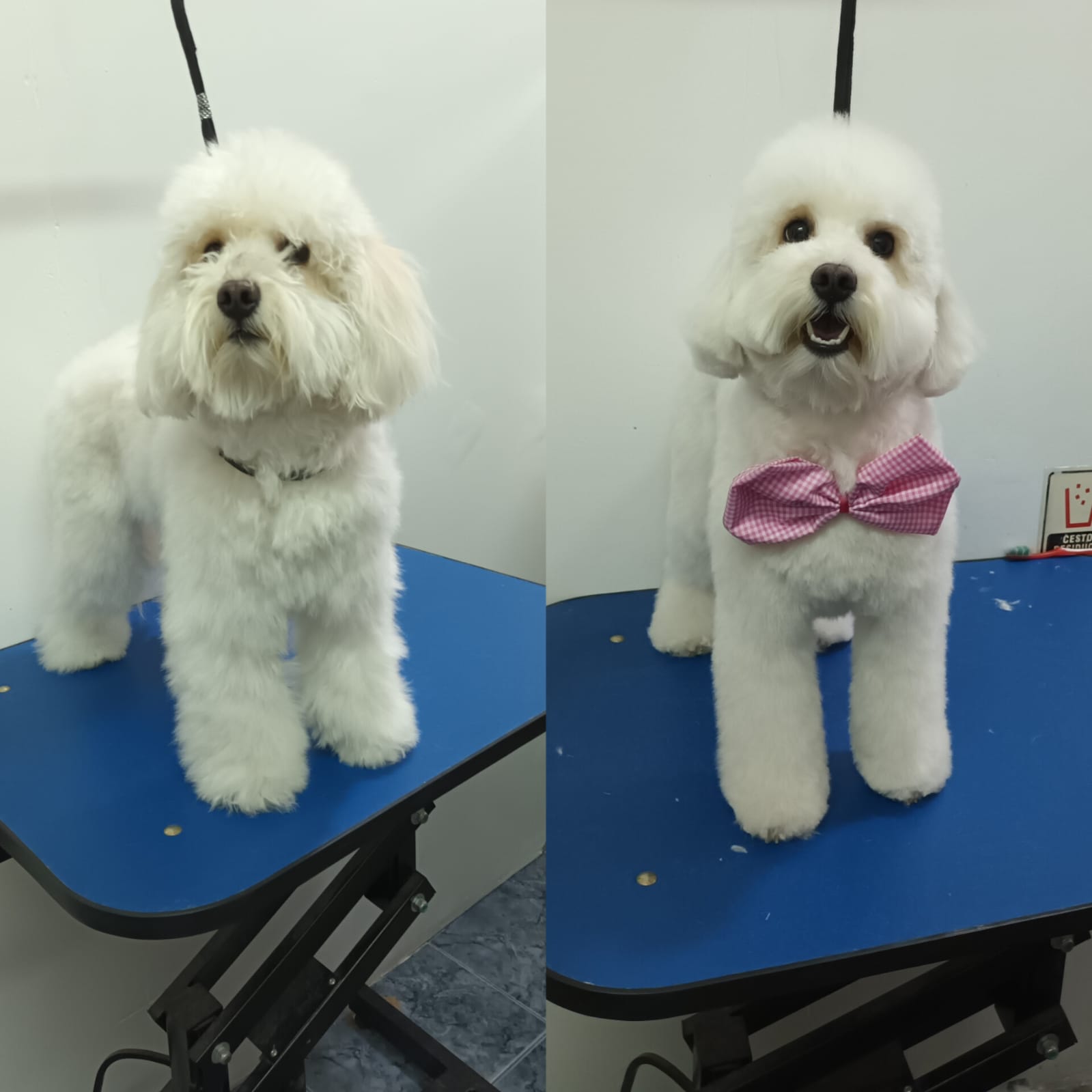 Trabajo de peluquería 31