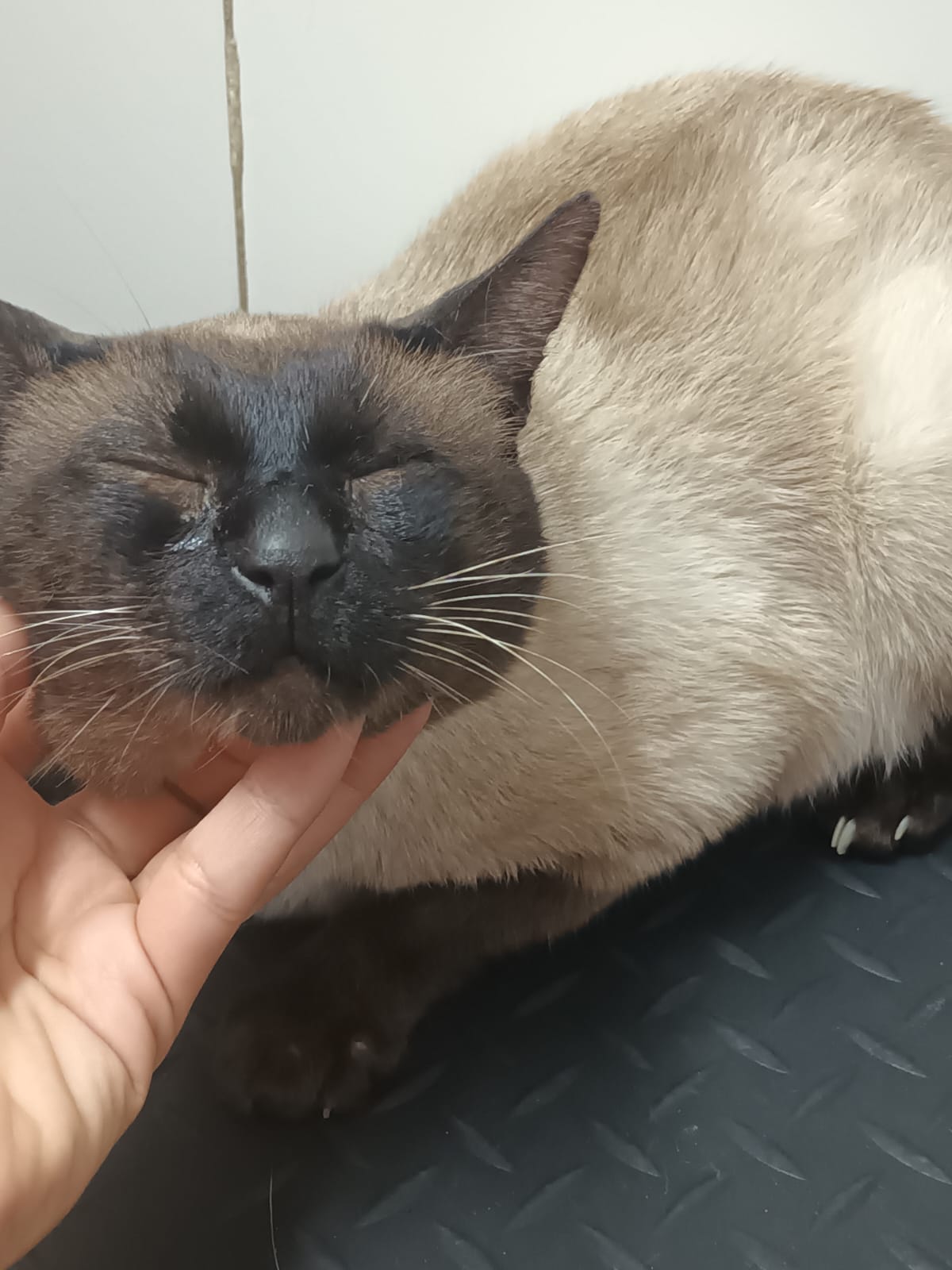 Trabajo de peluquería 35