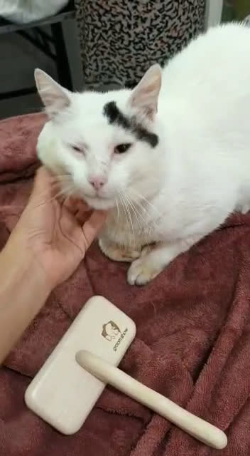 Video de peluquería felina 2
