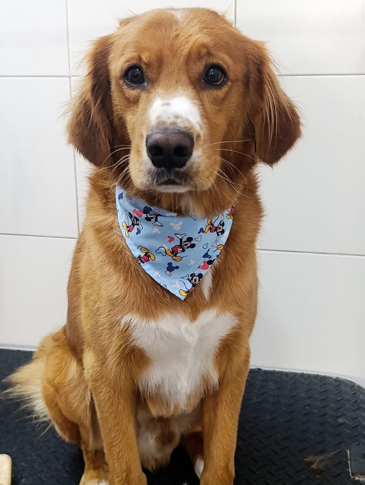 Trabajo de peluquería 50